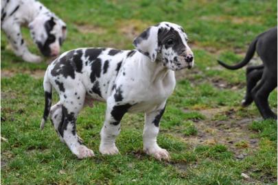 Deutsche Doggenwelpen