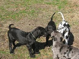 Deutsche Doggenwelpen