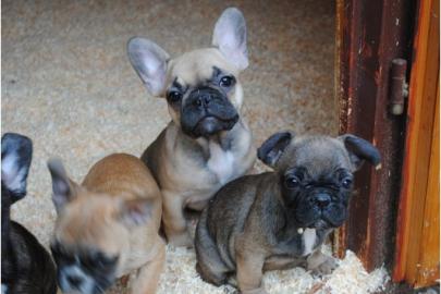 S�se Franz�sische Bulldogge - welpen