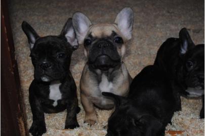 S�se Franz�sische Bulldogge - welpen