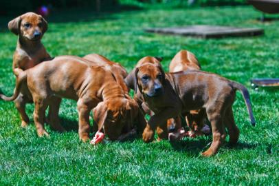 Rhodesian Ridgeback Welpen mit Papieren