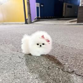 Bezaubernde Pomeranian-Welpen suchen ein