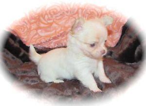 Typvoller Chihuahua-R�de LH