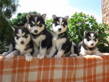 Husky Welpen Whatsapp +33758481398
