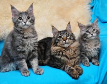 Typvolle Maine Coon K�tzchen mit Staumba