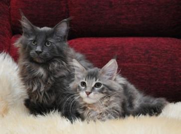Typvolle Maine Coon K�tzchen mit Staumba