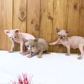 Sphynx K?tzchen zu verkaufen
