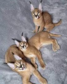 exoticsavannahcat