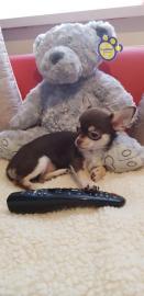 Super s??e MINI chihuahua welpen mit Pa