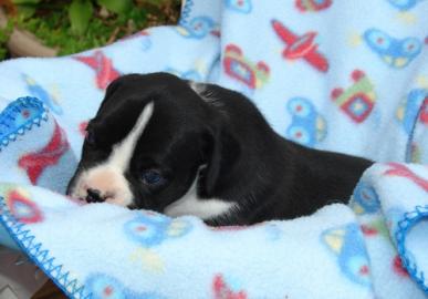 Boxerwelpen jetzt erh?ltlich