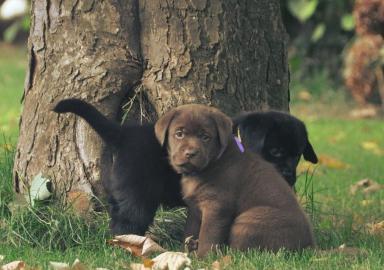 Labrador Retriever Puppies!