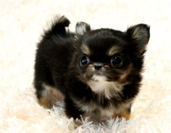Micro Mini Chihuahua Welpen