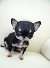Micro Mini Chihuahua Welpen