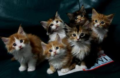 Maine Coon-Babies