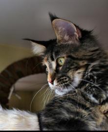 Maine Coon-Babies