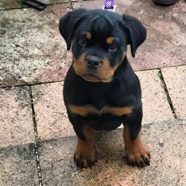 Rottweiler Puppies for sale