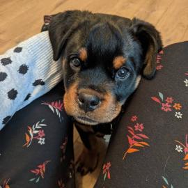 Rottweiler Puppies for sale