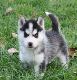 Sch�ne Siberian Husky Welpen