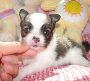 mini chihuahua welpen