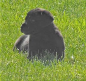 Gesunde Golden Retriever- und Labrador-W