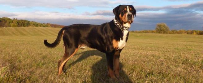 Grosser Schweizer Sennenhund Reg.  FCI