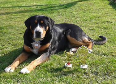 Grosser Schweizer Sennenhund Reg.  FCI