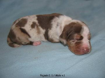 Catahoula - Louisiana Leopard Dog mit P. 