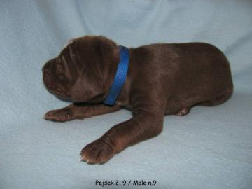Catahoula - Louisiana Leopard Dog mit P. 