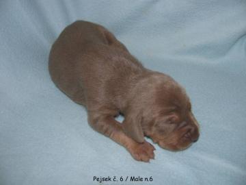 Catahoula - Louisiana Leopard Dog mit P. 