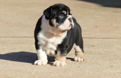 Exklusive Englische Bulldogge - Welpen