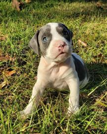 PITBULL/AMERICAN STAFFORDSHIRE TERRIER