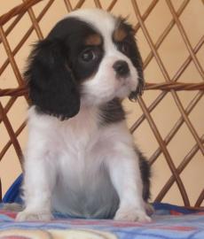Cavalier King Charles Spaniel