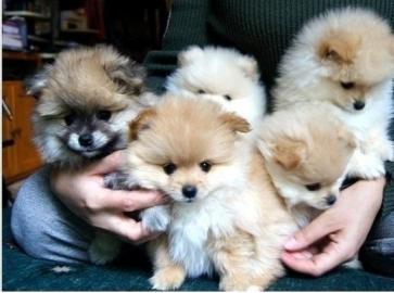 Zwergspitz / Pomeranian