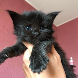 Wundersch�ne Maine-Coon-Katzen abzugeben