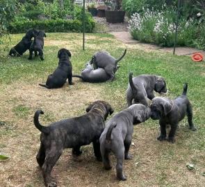 AKC Cane Corso Welpen zur Adoption, What