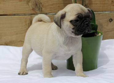 MINI MOPS BABYS FUR 100EUROS