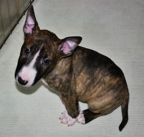 Wundervolle Miniatur Bullterrier welpen