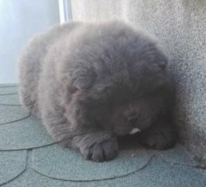 Wundersch?ne Chow Chow Welpen