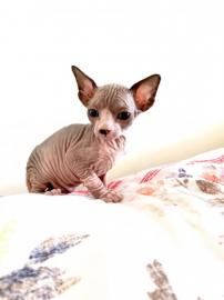 wundersch?ne sphynx K?tzchen