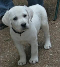 Labrador Retriever Puppies!