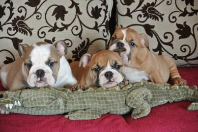 Unsere sehr sch�ne Englisch Bulldogge su