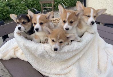 kc reg cardiganshire corgi welpen