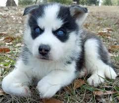 Entz�ckende Siberian Husky-Welpen