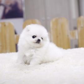 Wundersch?ne Pomeranian Zwerg JUNGS zu v