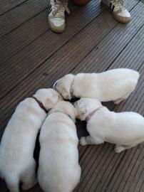 Reinrassige Labrador Welpen zu verkaufen
