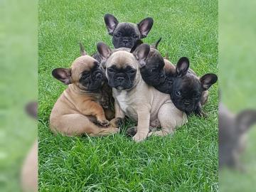 Franz?sische Bulldoggen Welpen