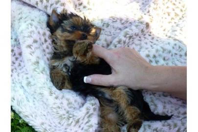 s��e Yorkshire Terrier Welpen