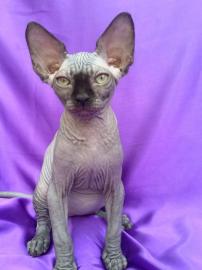 Sch?ne Sphynx K?tzchen