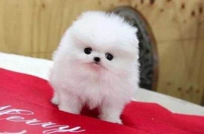 Pomeranian Welpen m�nnlich und weiblich