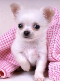 Mini Chihuahua Welpen (H�ndin) zu verkau